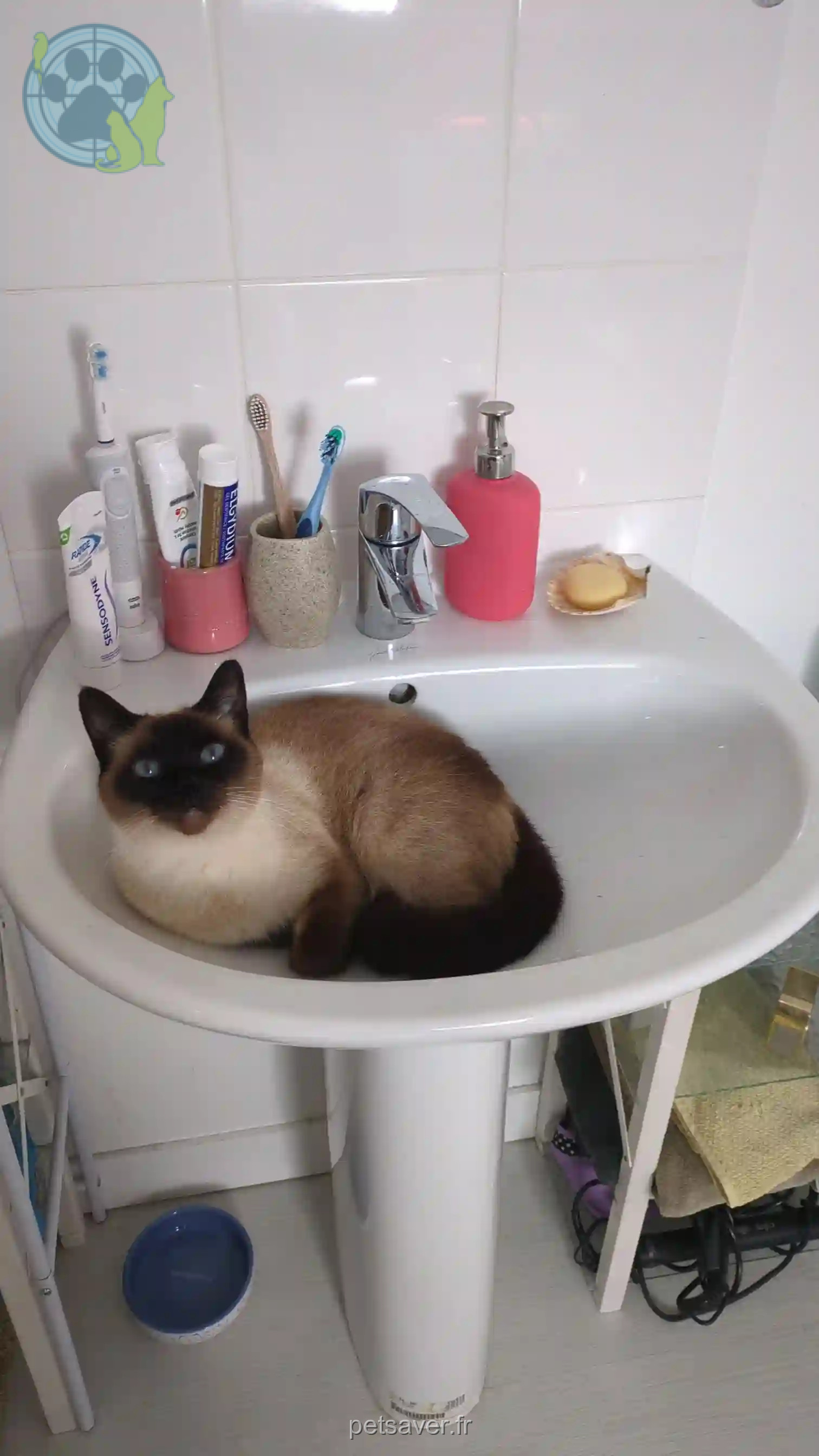 Chatte Perdue 35 Ille-et-Vilaine - Marmitte Chatte Perdue 35 Ille-et-Vilaine - Marmitte