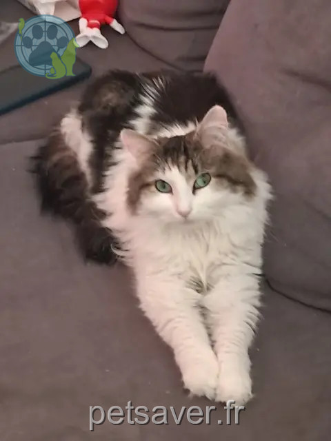 chatte reunited 35310 Chavagne Maya