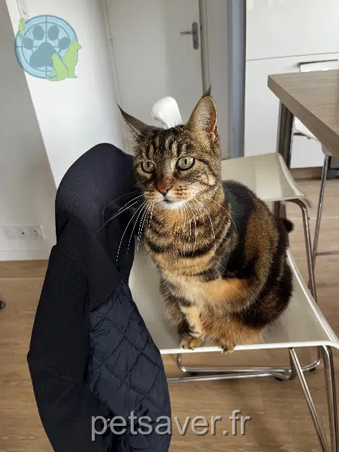 chatte reunited   35160 Montfort-sur-Meu Misty
