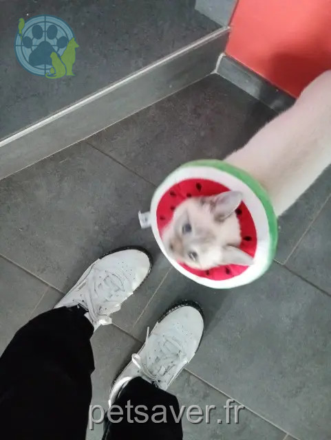 chatte reunited 35580 Saint-Senoux Molly
