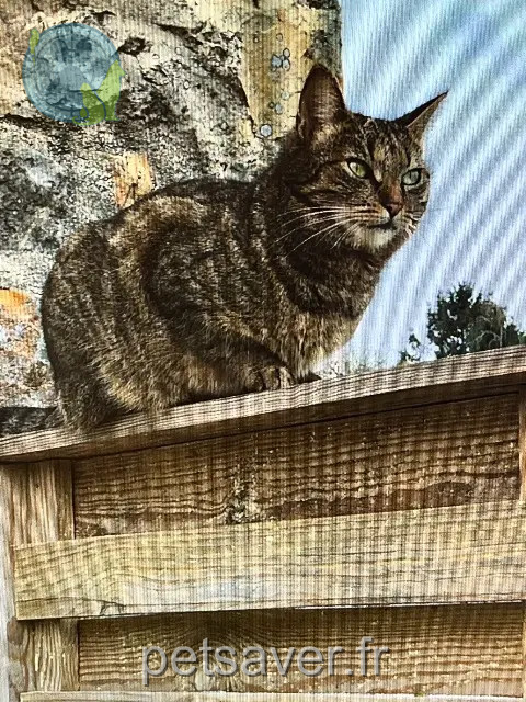 kat reunited   35210 Châtillon-en-Vendelais Mythika