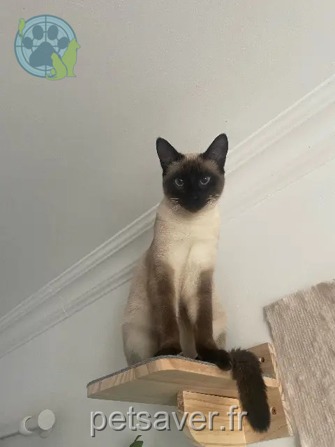 chatte reunited   35136 Saint-Jacques-de-la-Lande Nala