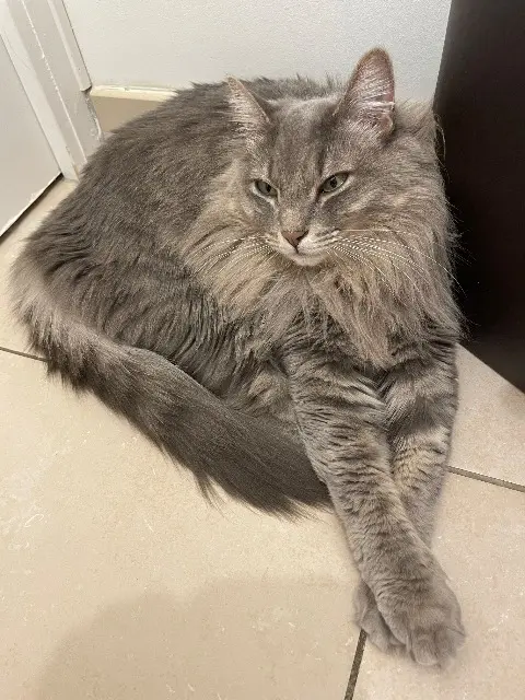 chatte reunited   35740 Pacé Opale