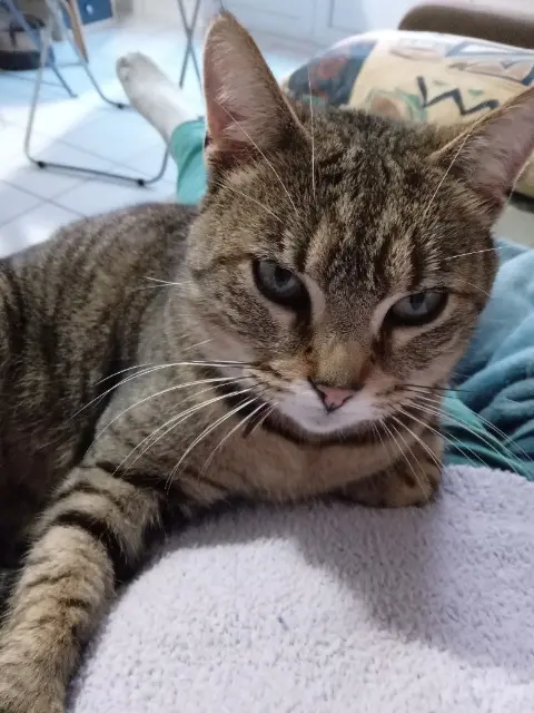 chatte reunited   35150 Janzé PAKRET