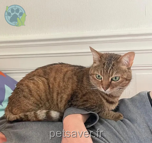 chatte reunited   35580 Goven Paprika