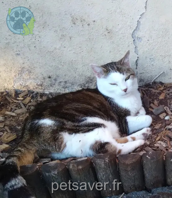 chatte reunited   35131 Pont-Péan Patchie