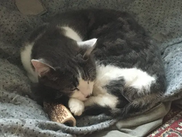 chatte reunited   35330 La Chapelle-Bouëxic Paupiette