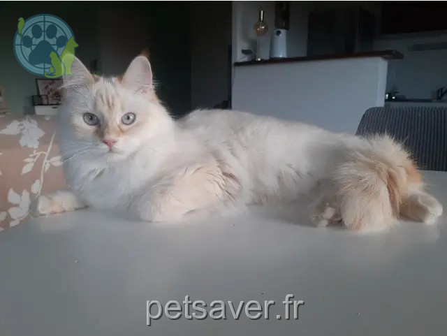 chatte reunited   35740 Pacé Petite Blanche