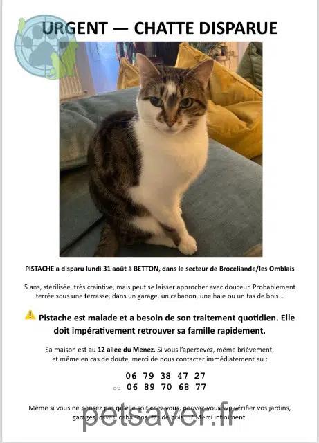chatte reunited 35830 Betton Pistache