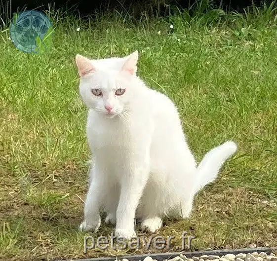 chatte reunited 35830 Betton Plume
