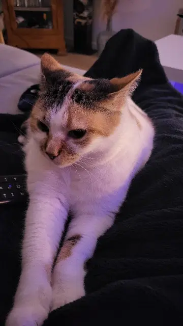 chatte reunited   35230 Noyal-Châtillon-sur-Seiche Polka