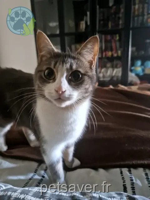 chatte reunited    Rennes Frea
