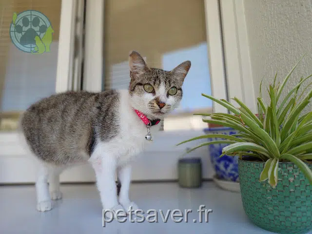 chatte reunited    Rennes Hécate