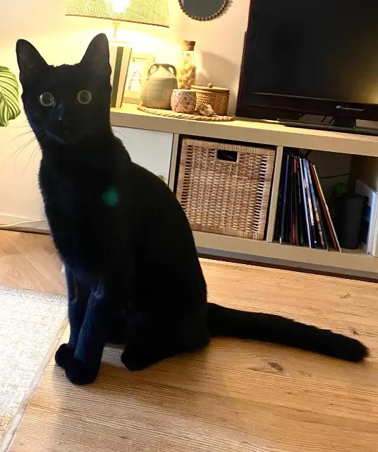 chatte reunited    Rennes Jiji