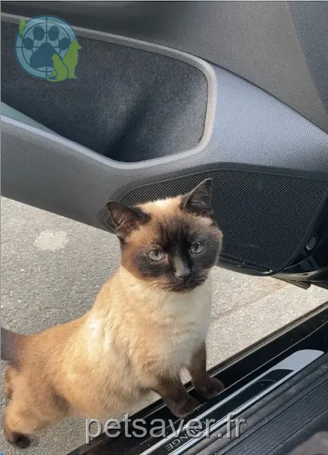 chatte reunited Rennes Junie