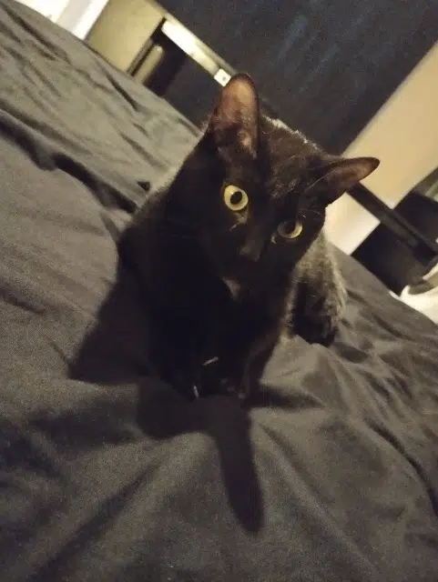 chatte reunited    Rennes Kali