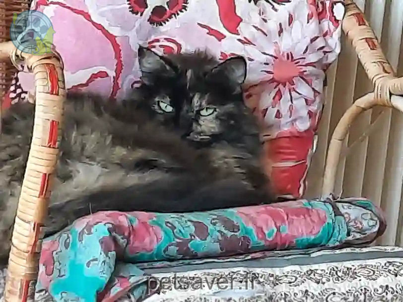 Chatte Trouvée 35 Ille-et-Vilaine Rennes - Luna Chatte Trouvée 35 Ille-et-Vilaine Rennes - Luna