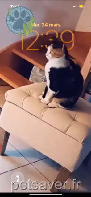 chatte reunited    Rennes Lya