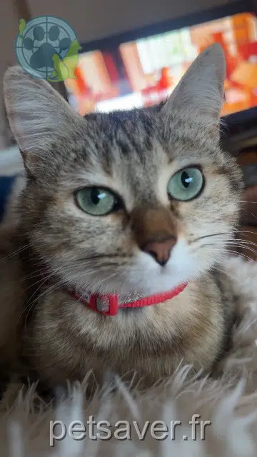 chatte reunited Rennes Minnie
