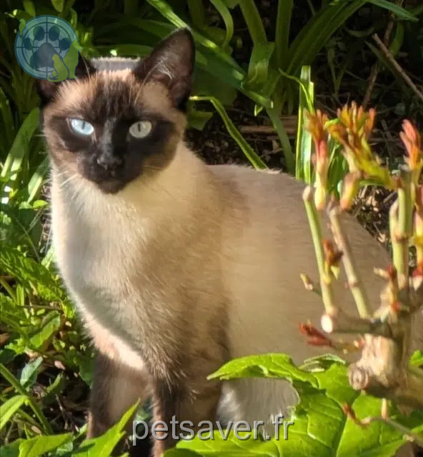 chatte reunited    Rennes Moka