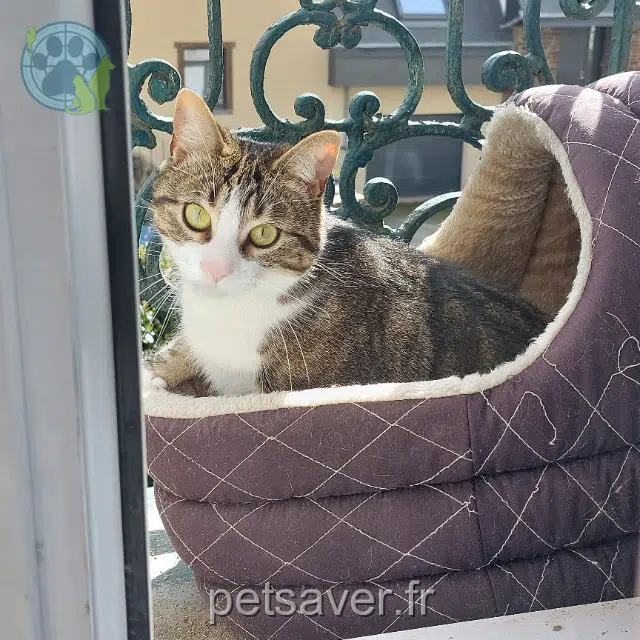 chatte reunited    Rennes Myun