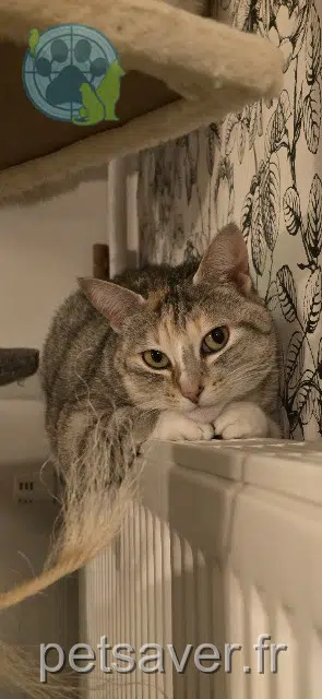 chatte reunited    Rennes Pepper