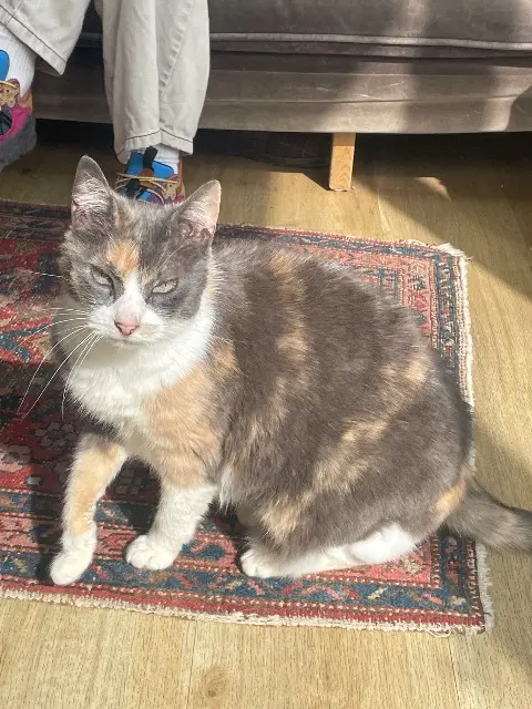 chatte reunited    Rennes Petitchef