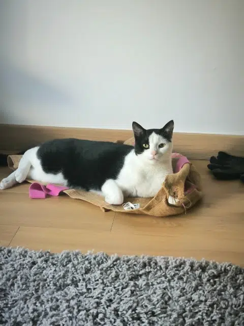 chatte reunited    Rennes Sweetie