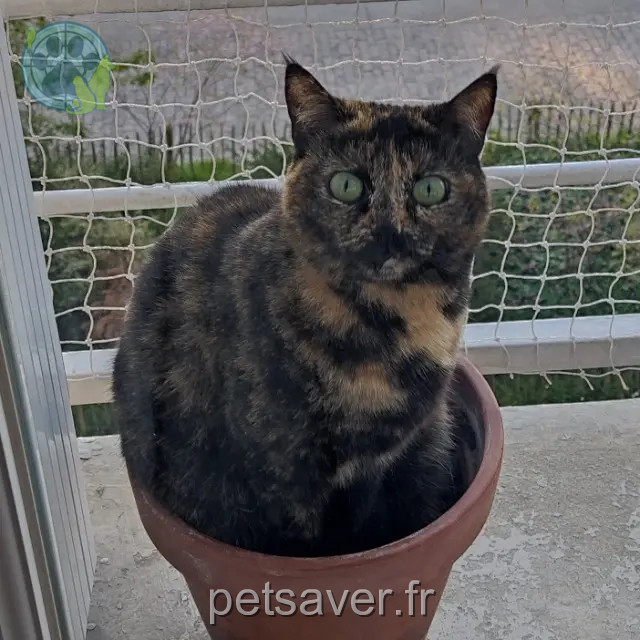 cat reunited    Rennes Tetra