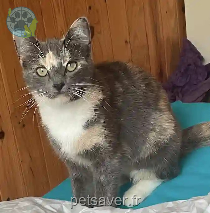 Chatte Trouvée 35 Ille-et-Vilaine Rennes - Walice Chatte Trouvée 35 Ille-et-Vilaine Rennes - Walice