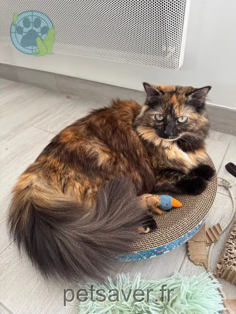 chatte reunited Rennes Winnie