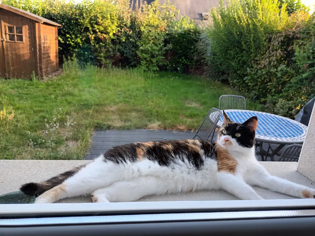 Chatte Perdue 35 Ille-et-Vilaine - Rio Chatte Perdue 35 Ille-et-Vilaine - Rio