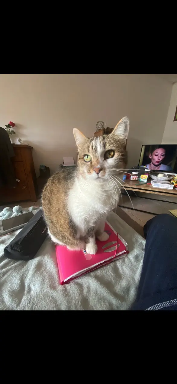 Chatte Perdue 35 Ille-et-Vilaine - Rosy Chatte Perdue 35 Ille-et-Vilaine - Rosy