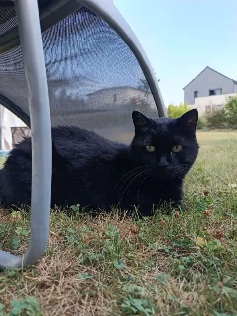 chatte reunited   35830 Betton Réglisse
