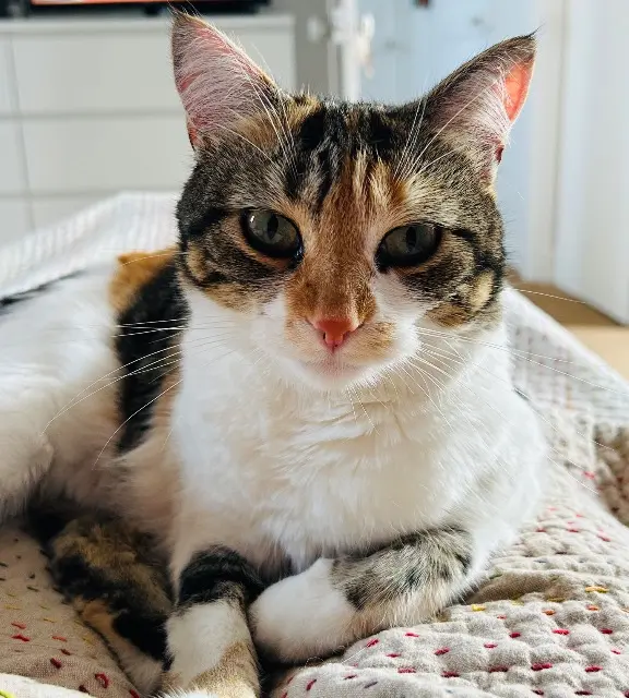 chatte reunited   35800 Dinard Sansa