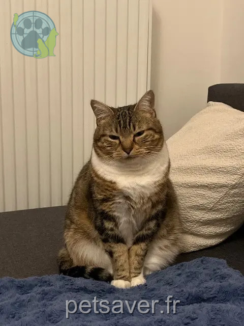 chatte reunited 35160 Talensac Saphir