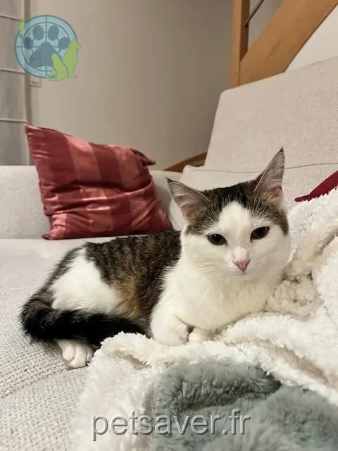 chatte reunited   35250 Chevaigné Solange