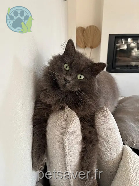 cat reunited   35760 Saint-Grégoire Stella
