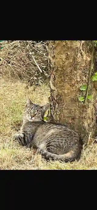 Chatte Trouvée 35 Ille-et-Vilaine - Tess Chatte Trouvée 35 Ille-et-Vilaine - Tess
