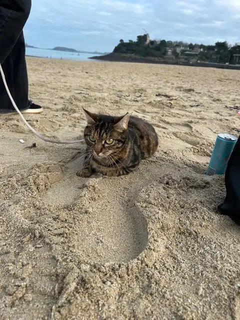 chatte reunited   35800 Dinard Thena