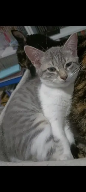 chatte reunited   35370 Argentré-du-Plessis Tifa