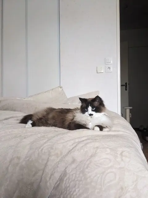 chatte reunited   35740 Pacé Uska