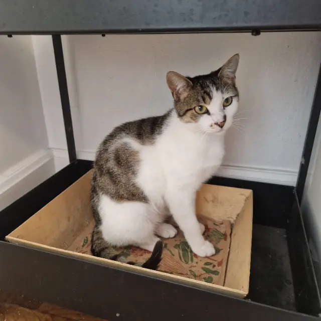 chatte reunited   35300 Fougères Velvet