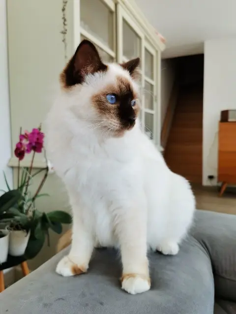 chatte reunited   35520 Melesse Verveine