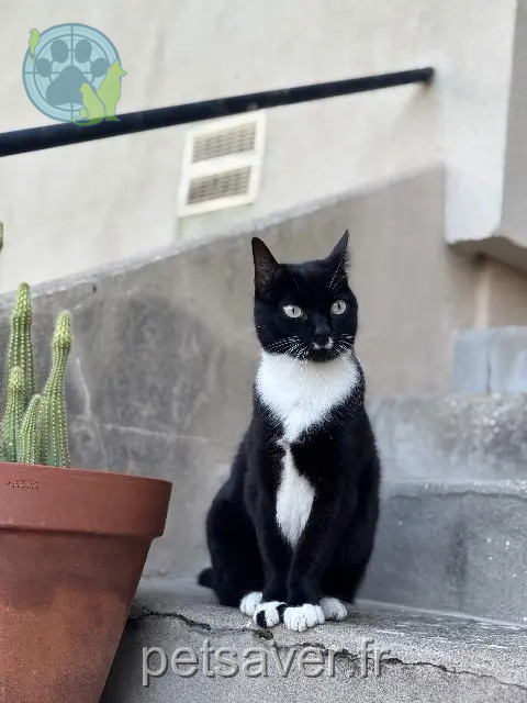 chatte reunited   35750 Iffendic Wally
