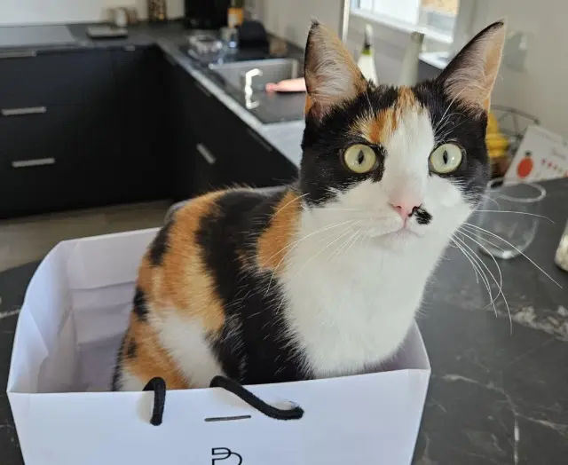 chatte reunited   35310 Bréal-sous-Montfort Yuna