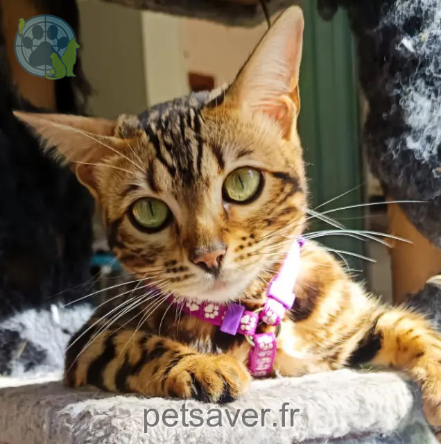 chatte reunited 35450 Mecé Zephir
