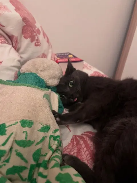 chatte reunited   35400 Saint-Malo Ziva