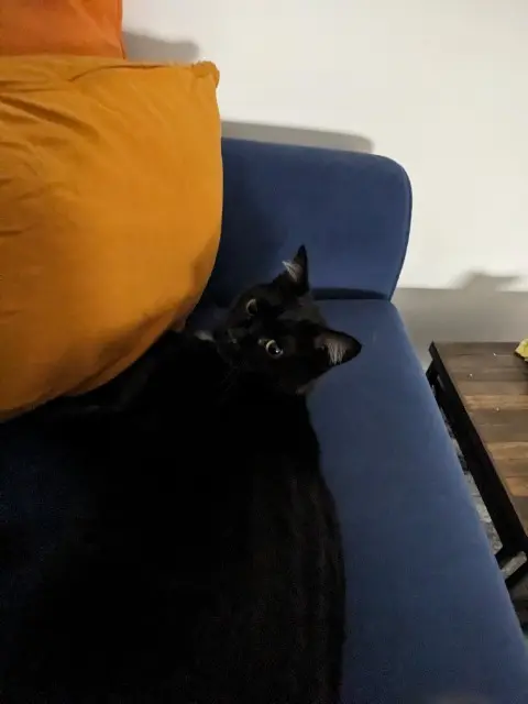 chatte reunited   35136 Saint-Jacques-de-la-Lande Zozo