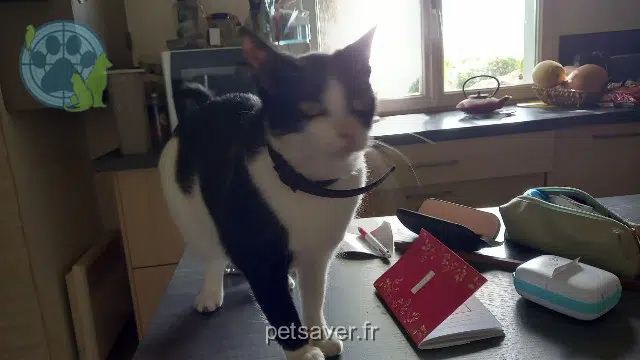chatte reunited 35580 Guichen Zoé